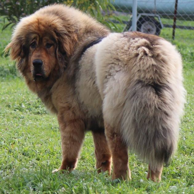 Shanti Soul Tibetan Mastiffs :~: Tibetan Mastiff Breeder Australia ...